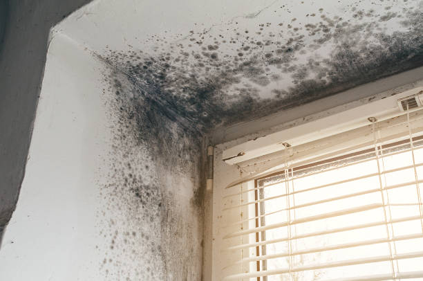 Affordable Basement Mold Remediation solutions in Parker Ford, PA